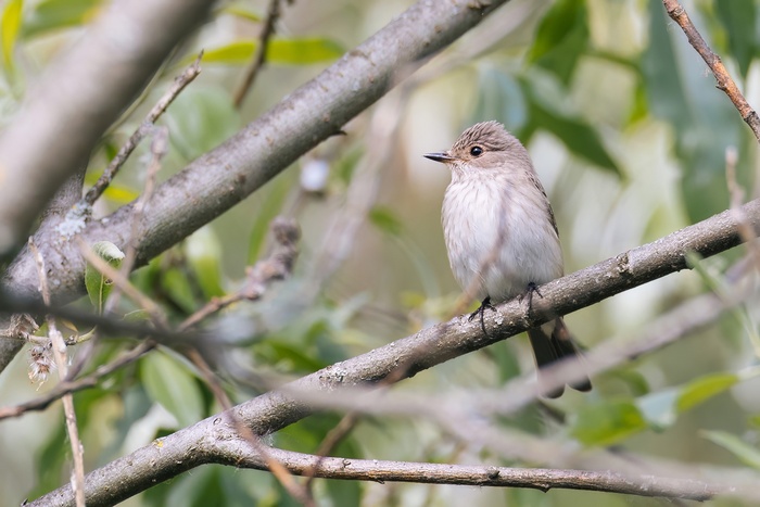 Серая мухоловка