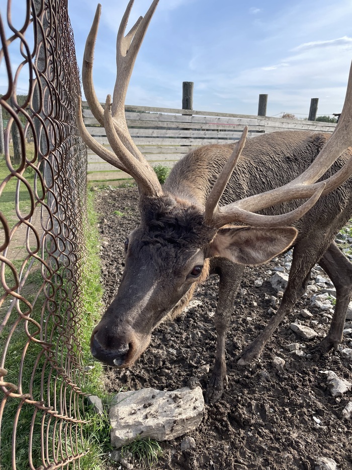 Олень-марал, Висимская зооферма