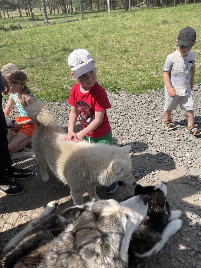Лайки и хаски на ферме в Висиме