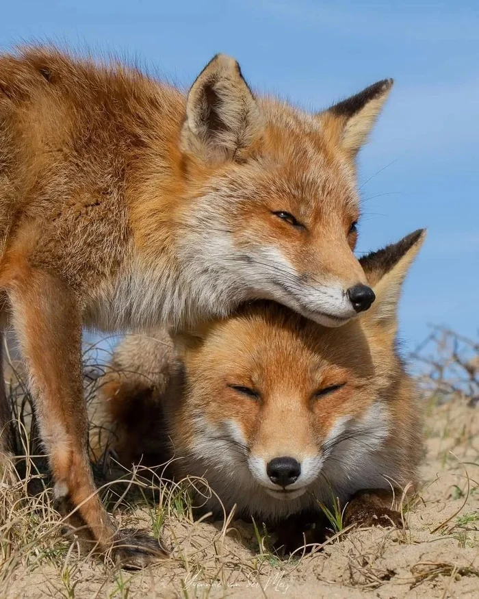 The plan is this: I distract Kolobok with conversation, and you sneak up behind him... - The photo, Fox, Animals, In the animal world