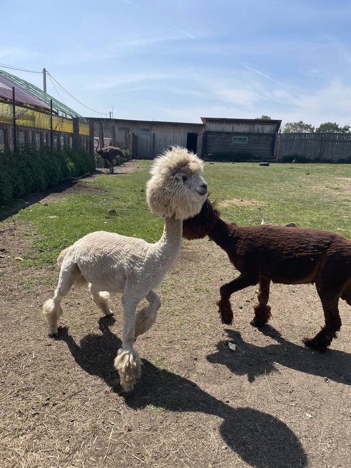 Альпаки на ферме в Висиме
