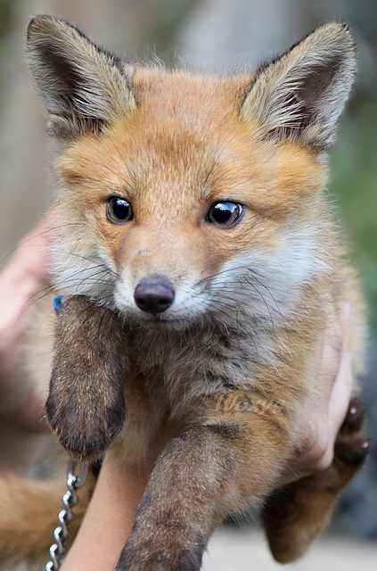 Mousecatcher - My, Fox, Fox cubs, Animals, The photo