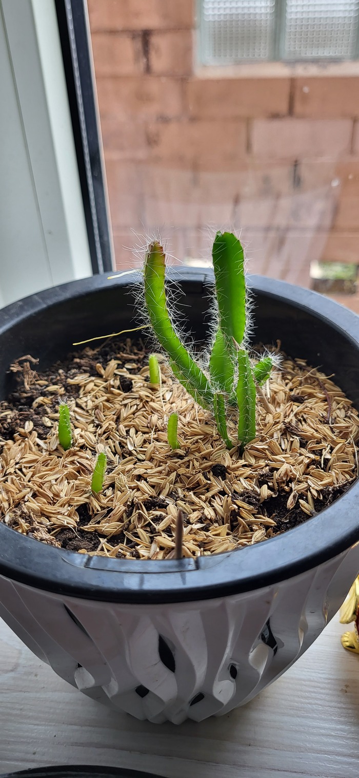 Драконий фрукт(Питахайа) ч.5