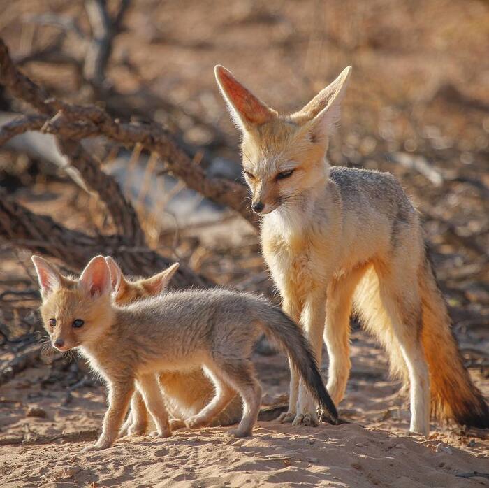 South African fox cubs - Fox cubs, Fox, Canines, Predatory animals, Wild animals, wildlife, National park, South Africa, The photo, Longpost