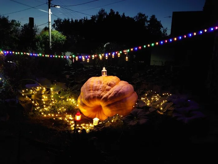 Pumpkin, here! - My, Garden, Vegetables, Gardening, Plants, Garden, Big size