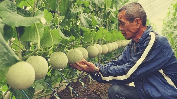 Disguise - The photo, Bakhcha, Melon, Japan, Haiku