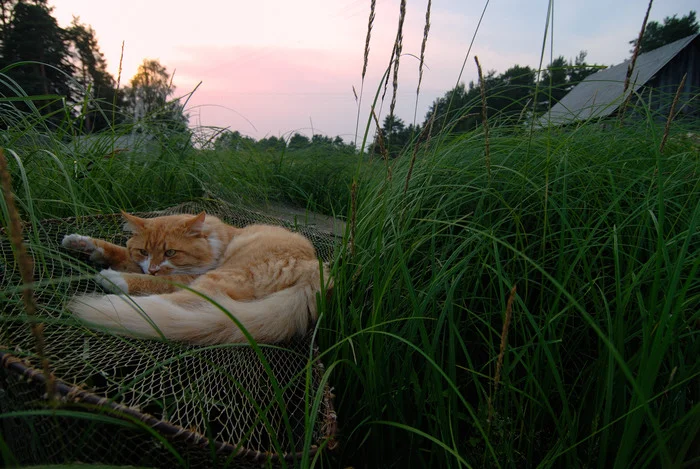 Сетевой кот - Моё, Фотография, Кот, Сети, Взгляд, Погладь кота