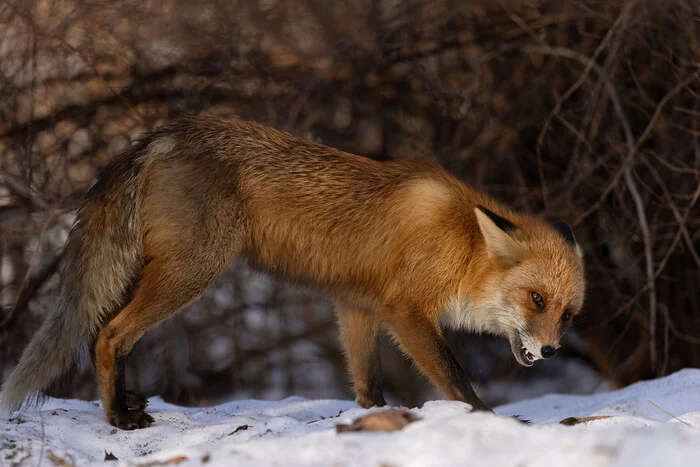 Photo hunt for a red predator - My, Photo hunting, The nature of Russia, Fox, In the animal world, Wild animals, Longpost