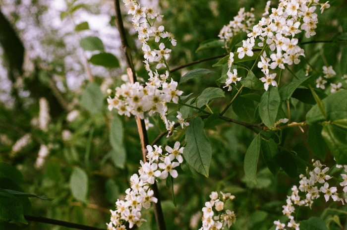 Снято на Zenit 122, Helios 44m-6, Fujifilm Superia X-tra 400