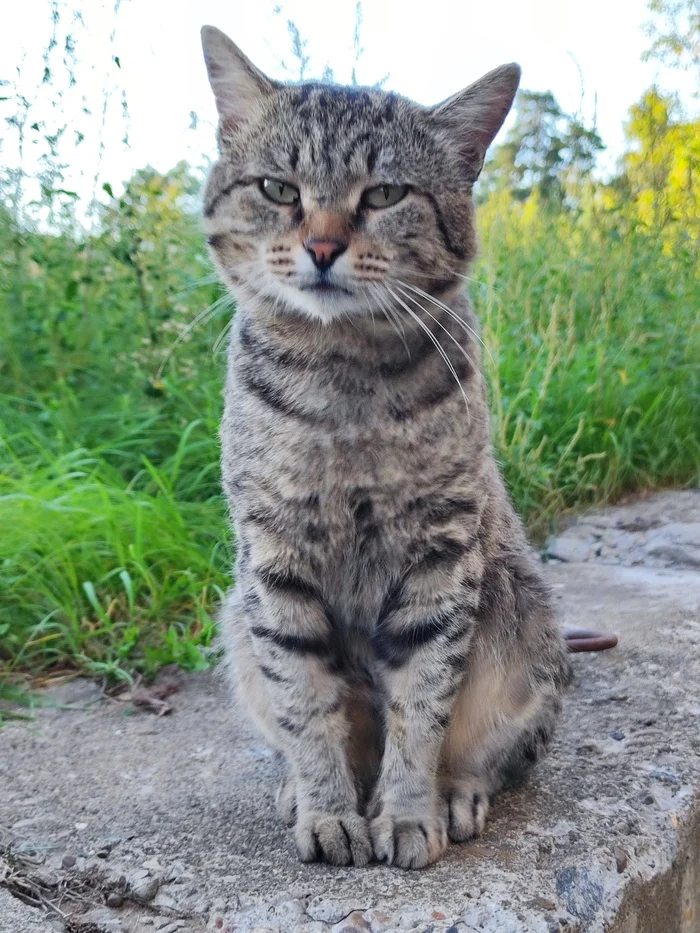 Good Saturday morning! - My, Run, Sport, Morning, Good morning, Forest, Lake, Career, Kazan, Yudino, cat, Animals, The photo, Mobile photography, Longpost