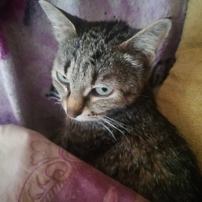 Серьёзная киса)