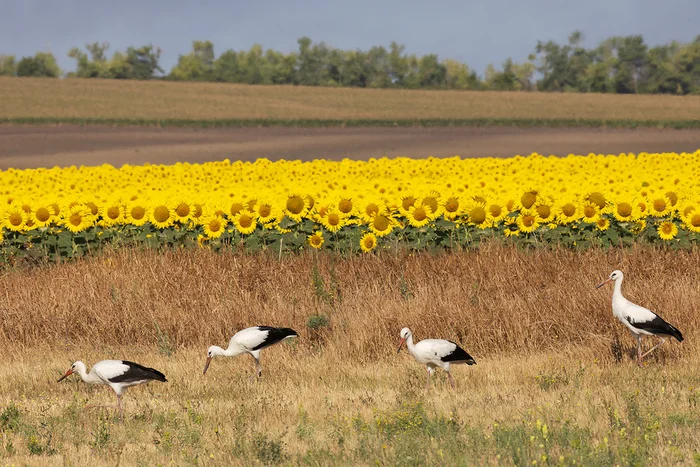 Family Meal - My, Stork, White stork, Sunflower, Sunflower, Rostov region, Steppe, Photo hunting, Ornithology, Ornithology League, Bird watching, The photo