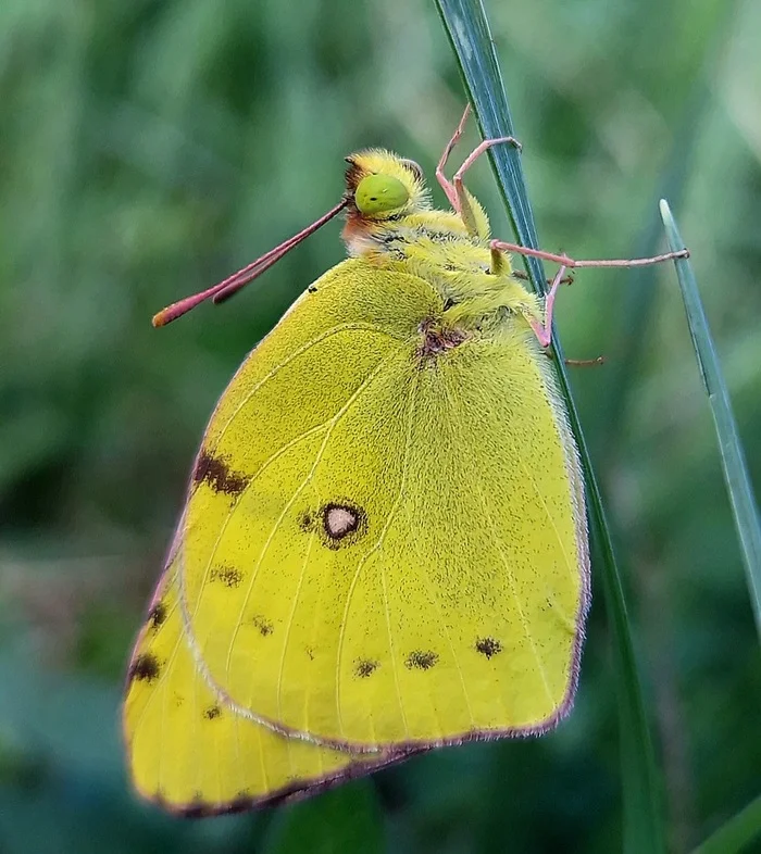 So fresh - My, Butterfly, Macro photography, Insects, Mobile photography, Close, Fresh, Informative, beauty, Nature, Longpost