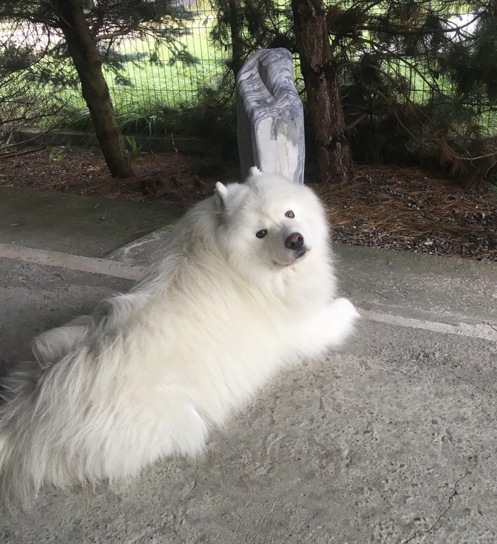 I rent a house. Beautiful guests - Dog, Samoyed, Guests, Relaxation, Good mood