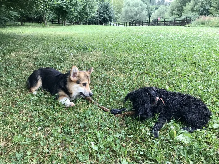 Friends - My, Photo on sneaker, Mobile photography, Summer, After the rain, Walk, The park, Corgi, Miniature schnauzer, Puppies, Dog, Pets, Milota, Friend