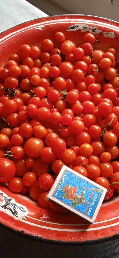 Tomatoes - My, Mobile photography, Harvest, Cherry tomatoes