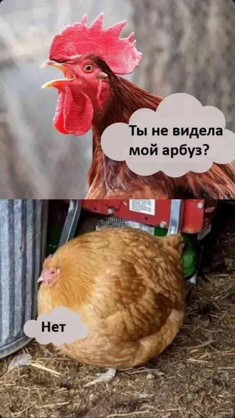 Who took it?! - Humor, Picture with text, Hen, Rooster, Watermelon