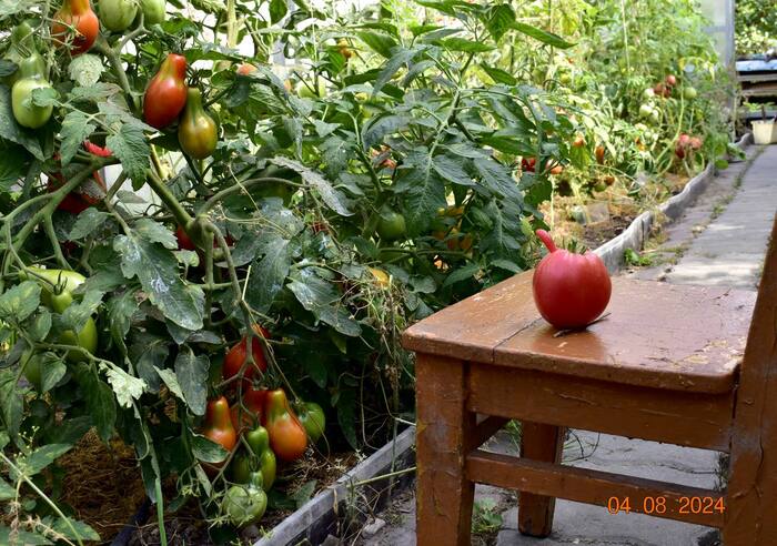 Tomatoes - My, Tomatoes, Vegetables, Plants, The photo, Street photography, Kaliningrad, Kaliningrad region