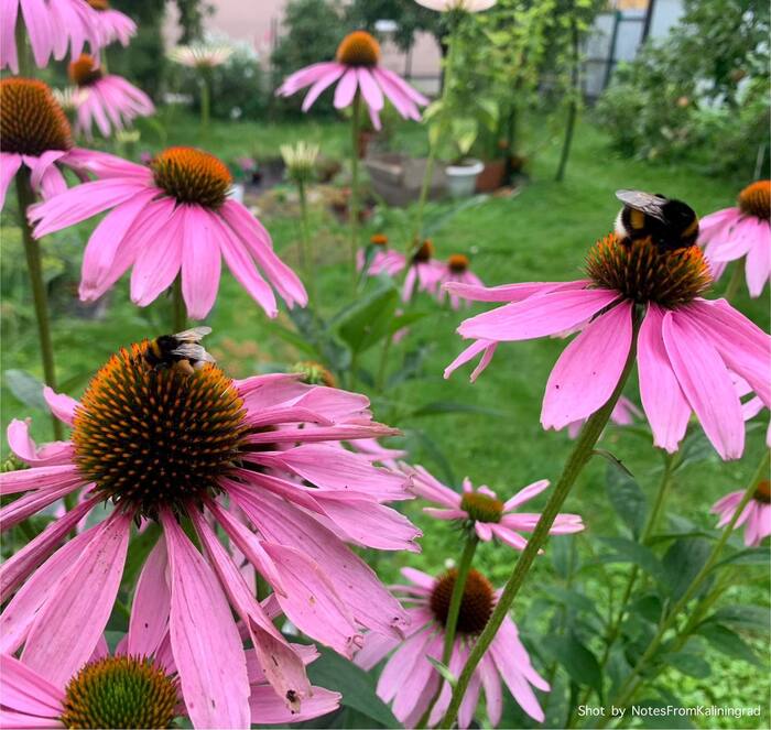 Echinacea purpurea - My, Echinacea, Plants, Flowers, Bloom, Bumblebee, The photo, Street photography, Kaliningrad, Kaliningrad region, Longpost