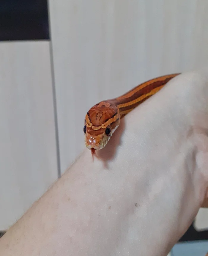 Hungry eyes - gold in half the face (c) - My, Maize snake, Snake, Terrariumistics, Mill Group, Reptiles, Reptiles at home, Longpost