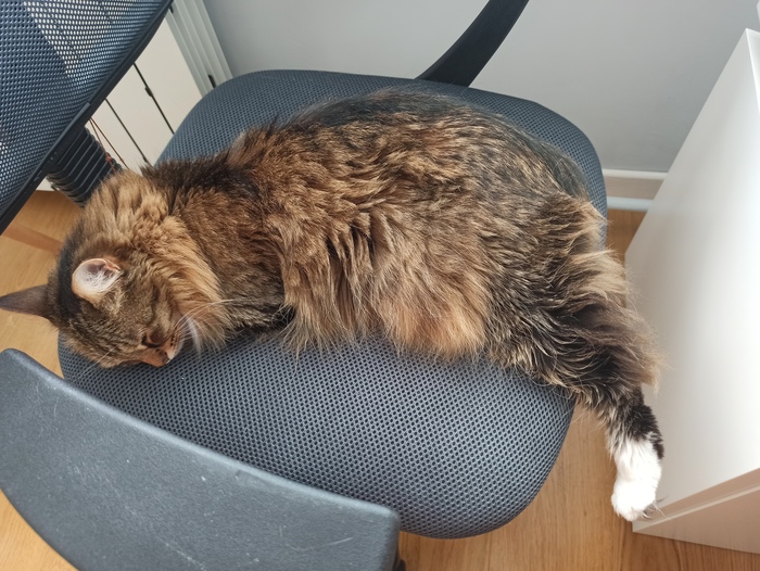 Личинка кота отрастила куриную ногу