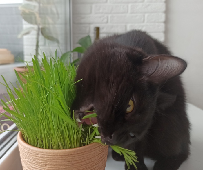 Я веган и кот веган