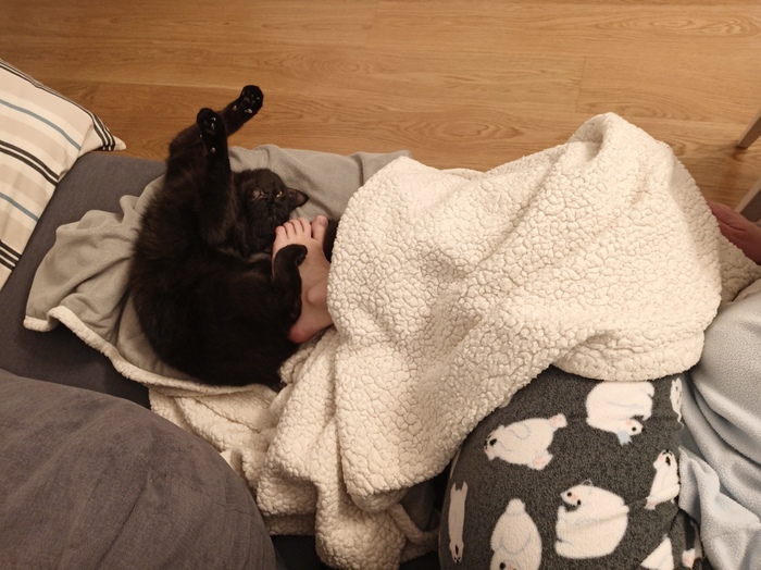 Это диван кота, а не твой