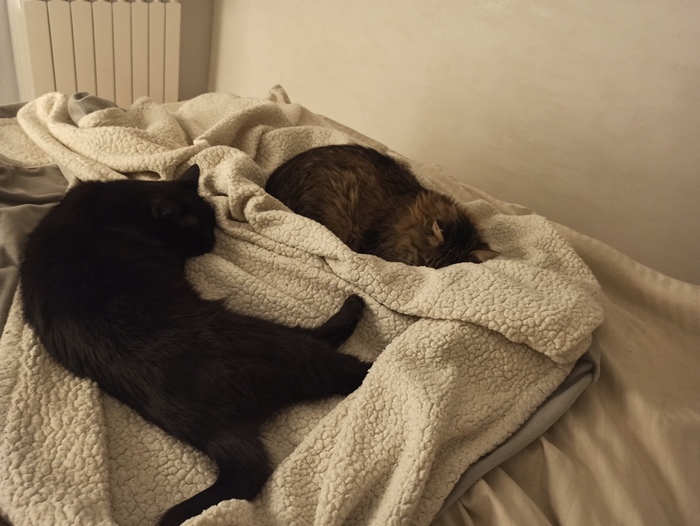 Это кровать котов, а не твоя