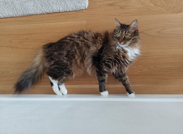 Стоит лежа или лежит стоя?