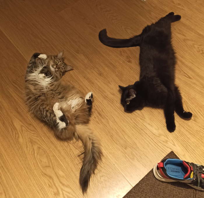 Где так долго шлялась? мы скучали