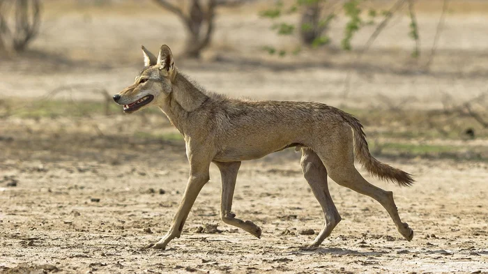 Man-eating wolves have carried out dozens of attacks on people in India - Wolf, India, Cannibal, Predatory animals, Wild animals, Dangerous animals, Catching, Canines