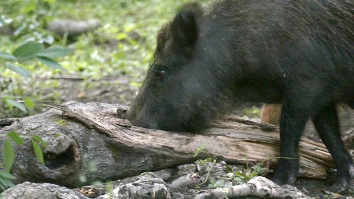 Introducing the weightlifting boar - My, Leningrad region, The nature of Russia, Boar, Weightlifting, Pavel Glazkov, Each creature has a pair, Video, Video VK, Longpost