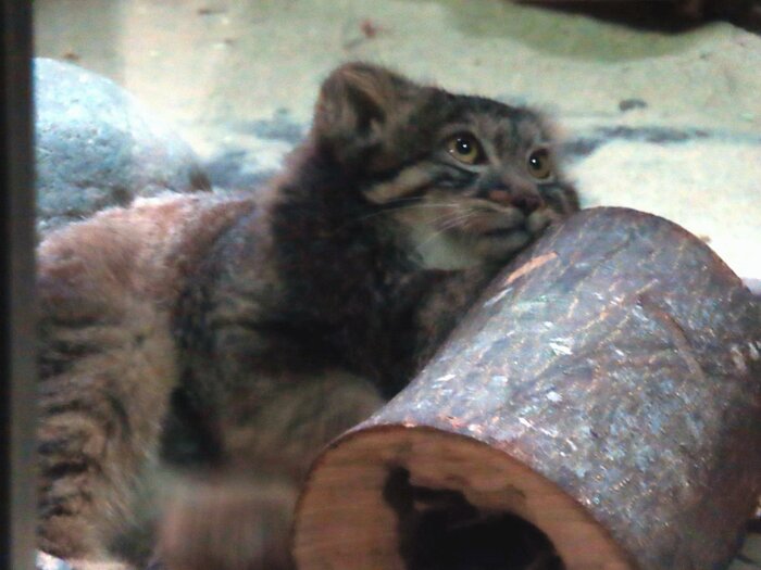 Завтра в школу...