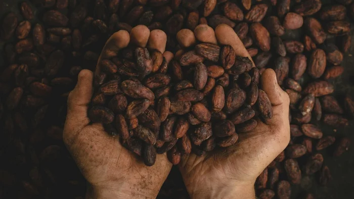 New drought-resistant cocoa variety could revolutionize crops - Israel, Scientists, Opening, Cocoa, Variety, Stability, Drought, Сельское хозяйство, Technologies, Chocolate, Food industry, The science, YouTube (link), Longpost