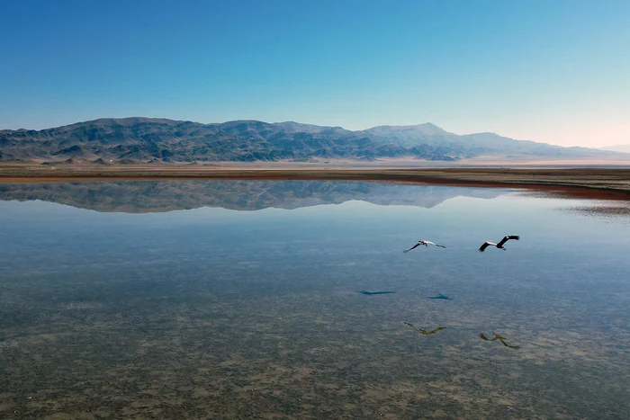 The Treasure of Lake Tuzkol - My, Rare view, The mountains, Kazakhstan, Birds, Cranes, Longpost, The photo, Nature