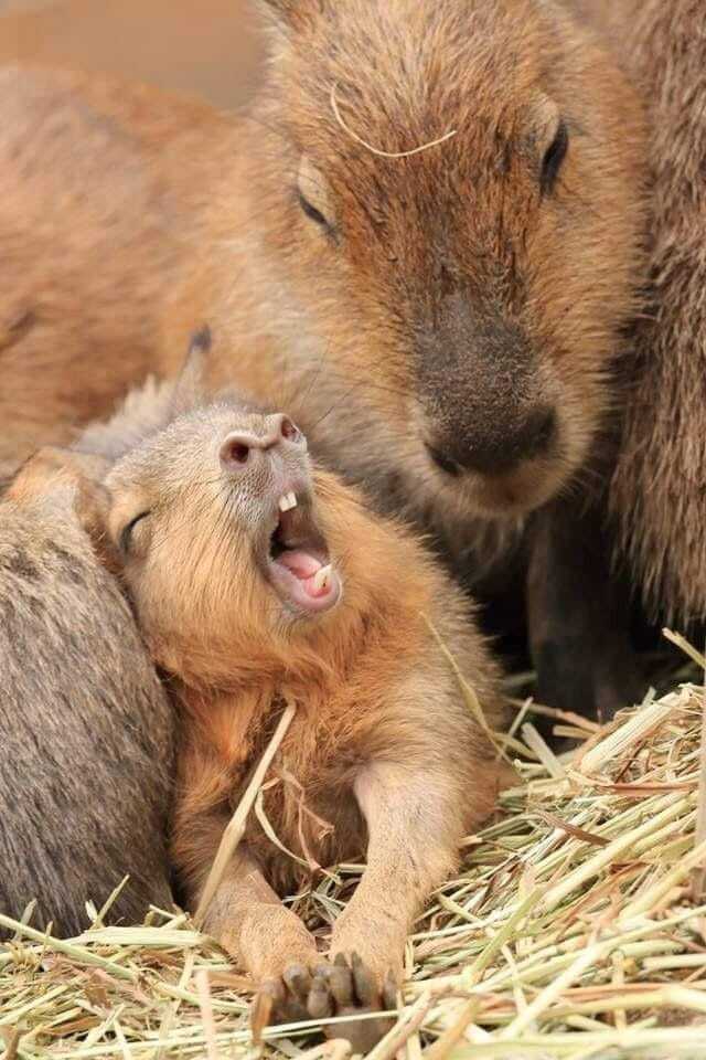 Get up, you'll be late for school... - Wild animals, Zoo, Capybara, Rodents, Young