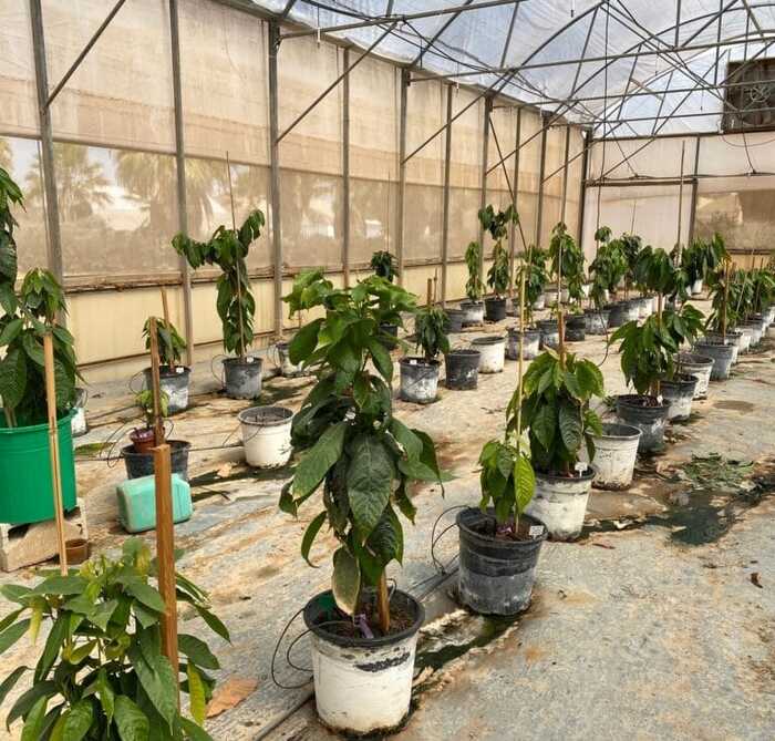      MOP Darom    ,    .  -  