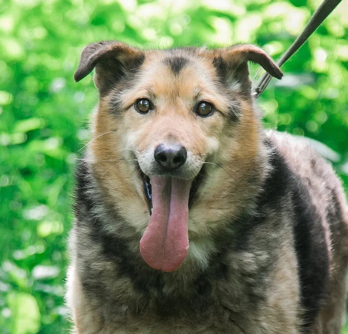 Tender as a flower, TOMOCHKA is waiting for her person! - Overexposure, In good hands, Homeless animals, Volunteering, Dog, Permian, Shelter, Lost, Longpost