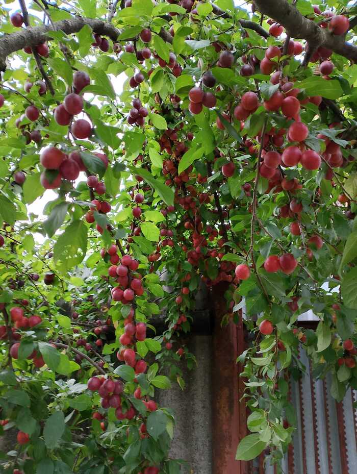 IN BELARUS, AT A COTTAGE IN THE GOMEL REGION, CHERRY PLUM HAS RIPE - Country, Dacha, Town, Gardens, Vacation home, Cherry plum, The photo