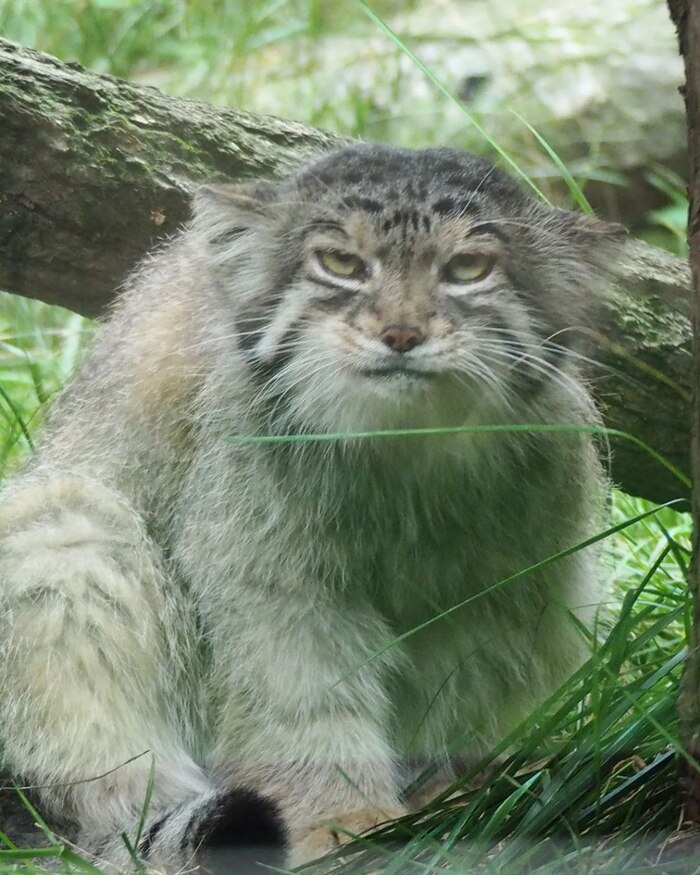 Кто спал на моем лице и помял его?!