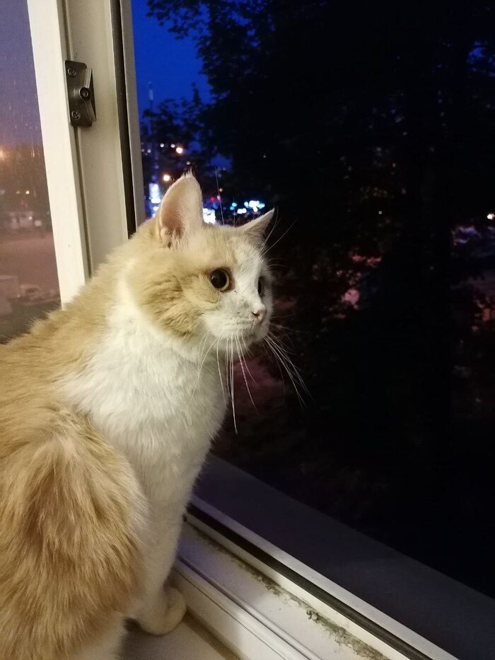 ���� ��� ���