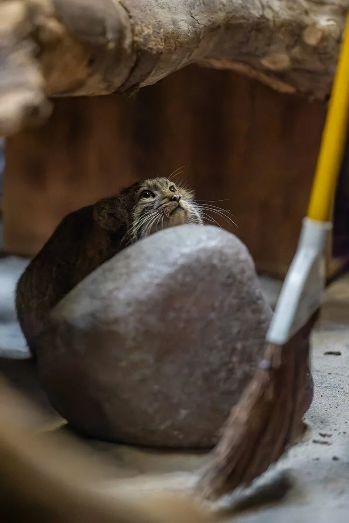 What's wrong with you, what's wrong with you! Have you come to destroy my rock garden? - Wild animals, Zoo, Predatory animals, Cat family, Pallas' cat, Small cats, Young, A rock, Broom