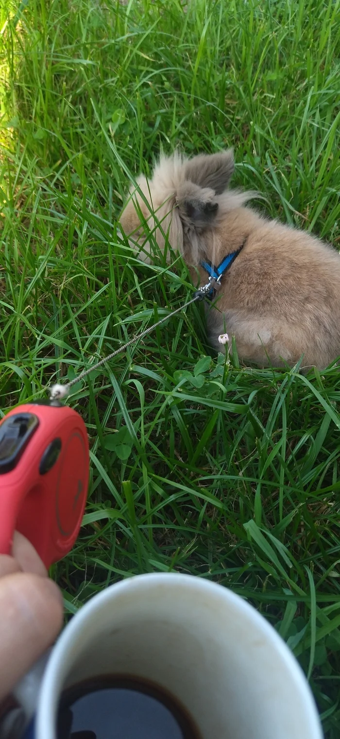 Wild Hunt - My, Kittens, Rabbit, Pets, Outside the city, Humor, Mobile photography, Longpost