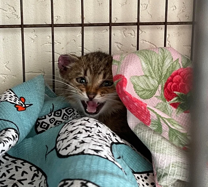 URGENTLY looking for a foster home for two little kittens. They were picked up on a busy roadway and taken to a clinic - Saint Petersburg, Kittens, cat, Helping animals, In good hands, Leningrad region, Video, Youtube, Longpost