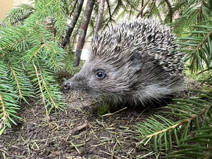 Hedgehogs in the house, part 22 - My, Hedgehog, Animal Rescue, Pets, Life stories, Longpost