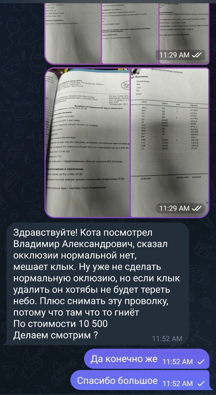 Продолжаю лечить кота со сломанной после ДТП челюсти (хозяин от него отказался). Сейчас идёт вторая операция - Моё, Кот, Спасение животных, Травма, ДТП, Вертикальное видео, Тосно, Спасение, Видео, Длиннопост