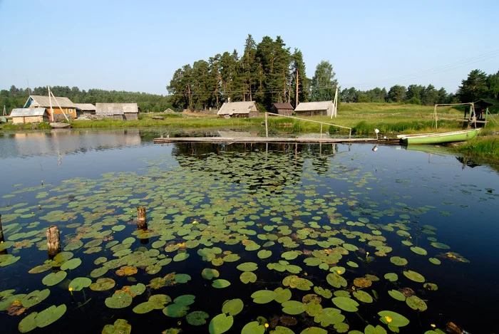 Полдень в деревне - Моё, Фотография, Пейзаж, Деревня, Озеро, Кувшинка