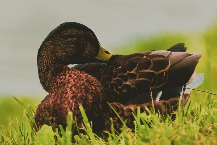 Hunted with a camera gun for ducks on the pond Chocolate - My, Mytischi, Mytishchi district, Duck, The photo, Shotgun, Water, The nature of Russia, Sony, Pond, Photo hunting, Birds, Bird watching