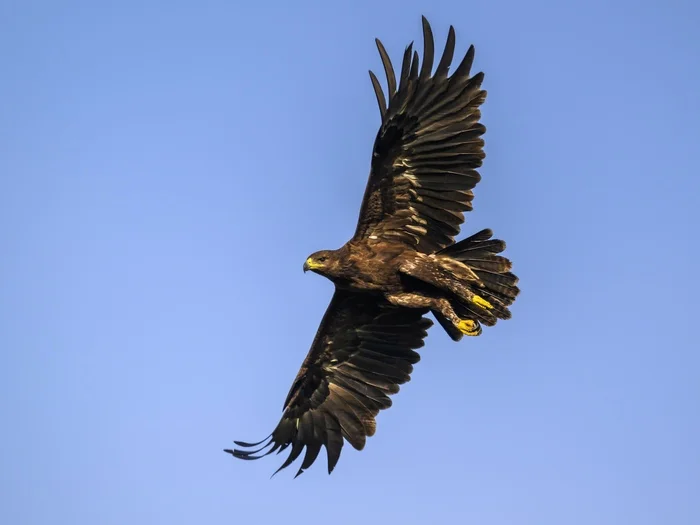 Greater Spotted Eagle - My, Photo hunting, Birds, The photo, Bird watching, Ornithology, Predator birds