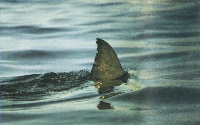 «Это был самый ужасный крик. Самый ужасный, что я слышал в своей жизни. Я все еще помню его и слышу время от времени. Это был самый настоящий вой. Вы не сможете себе представить, потому что я не смогу объяснить» – Гарольд Адам Эк, выживший.